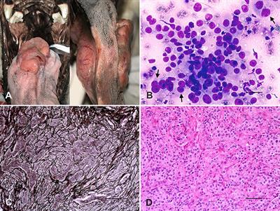 Paraganglioma of the Tongue in a Chow Chow Dog: A Comparison With the Human Counterpart and Literature Review